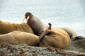 Morse, Odobenus rosmarus, Spitzberg, Svalbard, Norvège