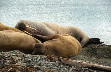 Morse, Odobenus rosmarus, Spitzberg, Svalbard, Norvège