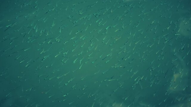 A school of small fish swimming near the water surface o the Mediterranean sea