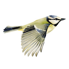 Watercolor flying bird illustration with detailed extended wings and natural feather shading in realistic hand painted style