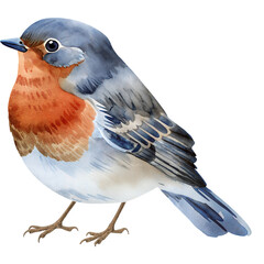 Watercolor robin bird illustration with vibrant orange chest and delicate blue feather details in natural style