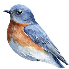 Watercolor blue and orange bird illustration with detailed feather texture and soft natural shading