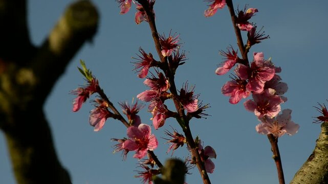 fiori di pesco in timelapse con il vento