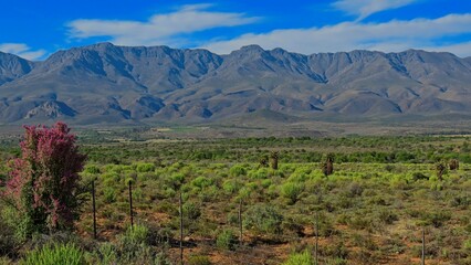 Flowering Pork Bush, also known as Sprekboom, and Pencil Milk Bushes beneath the Swartberg mountains.