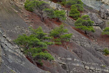 Obraz premium Russia, Republic of Crimea. View of trees and shrubs growing on very steep and smooth cliffs on the Black Sea coast near the town of Sudak.