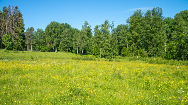 Rural meadow landscape a sunny day. Swedish summer. Yellow wildflowers, forest and blue sky. Nature photography in Sweden. 