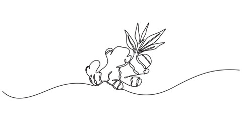 Ginger vector illustration. One line drawing art illustration organic ginger, Single one line drawing of healthy organic ginger for harvesting logo identity. Fresh flowering plant rhizome concept pro.