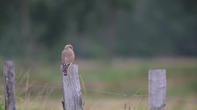 Young kestrel  sitting on the fence post and watch for catch, summer, (falco tinnunculus), north rhine westphalia, germany