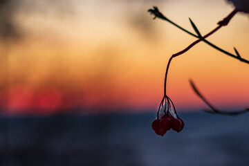 Red berries in winter sunset light with soft focus background
