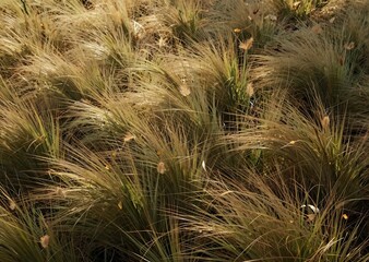 Detailed Natural Pampas Grass with Serene Wispy Layered Earthy Texture