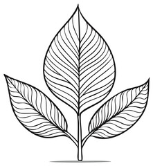 Line Art Illustration of Leaves with Detailed Veins in a Trio Pattern