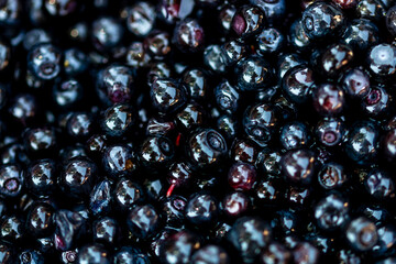 Wild blueberry. Freshly picked organic blueberries