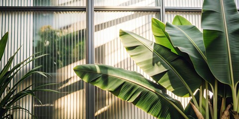 Green palm with reeded glass. Minimal magazine concept on wood banner. White Reeded Glass. Pure abstract design on empty background for clean modern look. Ribbed Background. Plant leaves.