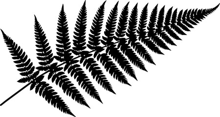 Black silhouette of a fern frond with detailed leaflets arranged along a central stem on white background © Vectors Studio