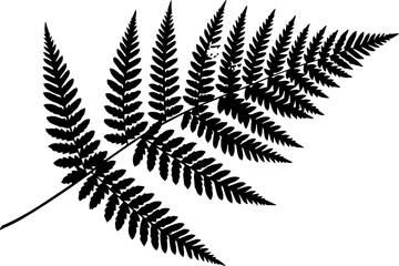 Silhouette of a fern frond with multiple leaflets extending from a central stem on a white background