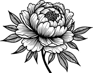 Detailed line art drawing of a blooming peony flower with leaves and stem in black and white style image