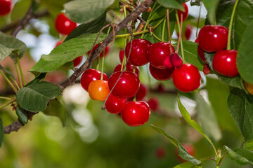 Red and sweet cherry berries