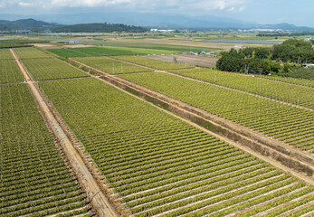Dragon Fruit Plantation with Rows of Pitaya Plants in a Tropical Farm