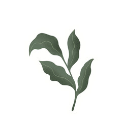 green leaves isolated on white background