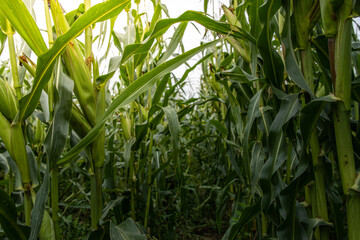 Field of corn with tall stalks and green leaves