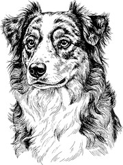 Detailed dog portrait, hand drawn ink illustration featuring a fluffy Australian Shepherd dog with expressive eyes and distinctive fur markings. Dog portrait perfect for pet related branding,