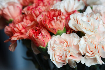 A beautiful bouquet of coral and cream carnations (Dianthus caryophyllus) captured in soft natural light. The warm tones and delicate ruffled petals create an atmosphere of elegance, and tenderness
