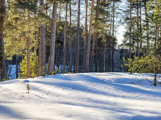 Snowy field with trees in the background