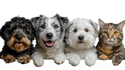 Delightful group portrait featuring three happy dogs and one curious tabby cat peeking over a surface against a stark