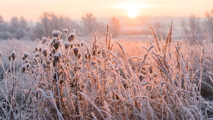 Fototapeta premium Hoarfrost Meadow: A field of tall dried grasses completely coated in thick white hoarfrost. 