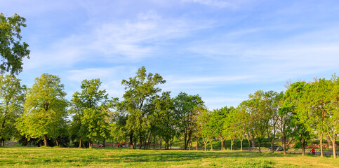 Large field of trees with a clear blue sky above