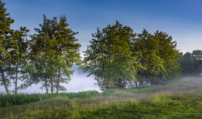 Forest with trees and a lake in the background