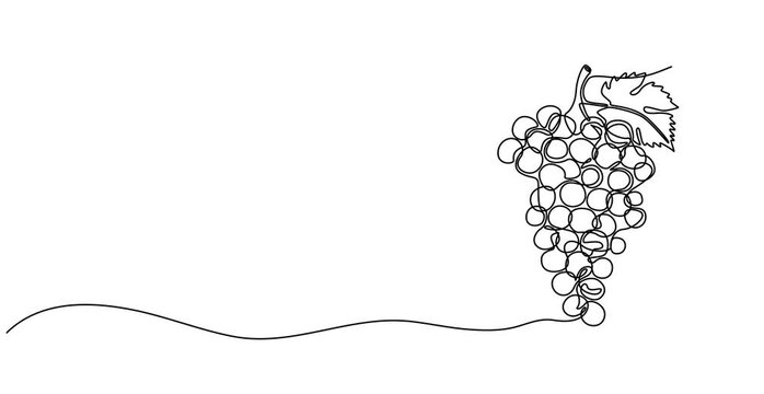 Animated self drawing of   Continuous one line drawing of a bunch of grapes, representing elegance and natural sweetness, line art style vector illustration, Bunch of grapes.