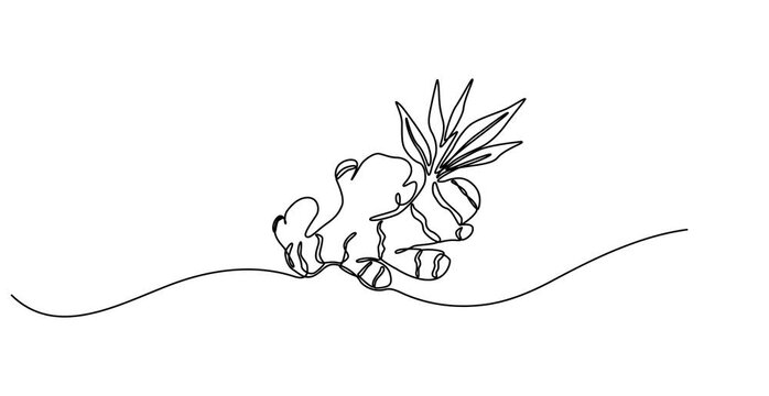 Animated self drawing of Ginger vector illustration. One line drawing art illustration organic ginger, Single one line drawing of healthy organic ginger for harvesting logo identity.