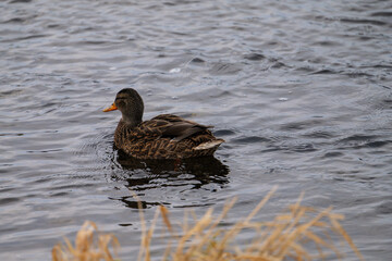 Female Mallard duck swimming in calm water close up