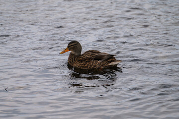 Female Mallard duck swimming in calm water close up
