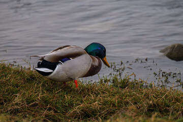 Male Mallard duck floating on lake surface with ripples