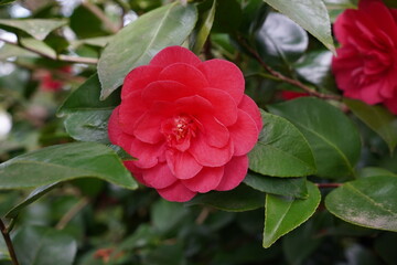 early spring blooming camellia flower in garden. evergreen shrub flowering 