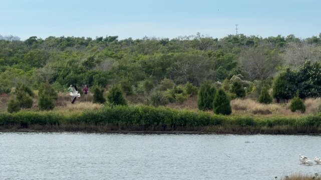 An American white pelican (binomial name: Pelecanus erythrorhynchos) lands near a flock of fellow migrants on a tidal lagoon, a wintering site in southwest Florida.