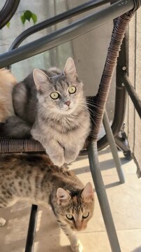 Une charmante chatte, curieuse, observe avec attention la cam&eacute;ra qui la filme.