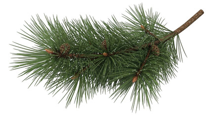 Pine branch with needles cones and water droplets on black background pine needles