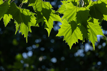 Bright Green Maple Leaves in Sunlight &ndash; Closeup of Fresh Foliage Against Blurred Background