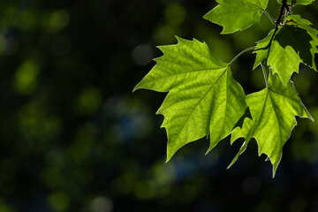 Bright Green Maple Leaves Bathed in Sunlight Against a Soft, Out-of-Focus Forest Background