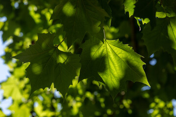 Bright Green Sycamore Leaves Shaded By Sunlight In A Lush Foliage Scene