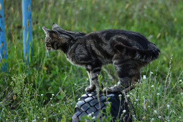 Striped cat prepares to jump. Tabby pet cat is getting ready to jump in the garden, hunting mice.