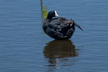 Hawaiin Coot (Fulica alai) on Kauai, HI
