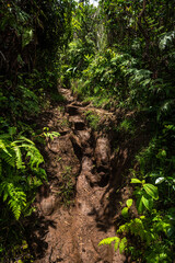 Okolehao Trail on Kauai, HI