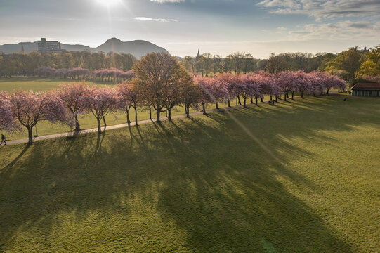 Aerial view of a row of cherry blossom trees in full bloom cast long shadows across a vibrant green park, creating a serene and picturesque scene, Lauriston, Scotland, United Kingdom.