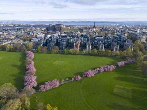 Aerial view of pink cherry blossom trees bordering lush green fields leading towards the city skyline with Edinburgh Castle perched atop, Lauriston, Scotland, United Kingdom.