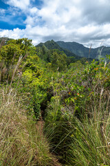Okolehao Trail on Kauai, HI