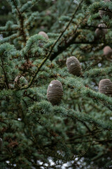 Close-up of pine cones on a conifer tree, showcasing the beauty of nature and its intricate details, perfect for eco-friendly and natural themes.